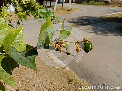 Medicinal parijat tree or Nyctanthes arbor tristis seed and leaves Stock Photo
