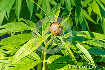 Medicinal peony bush with green fresh leaves and unopened bud close-up. Stock Photo