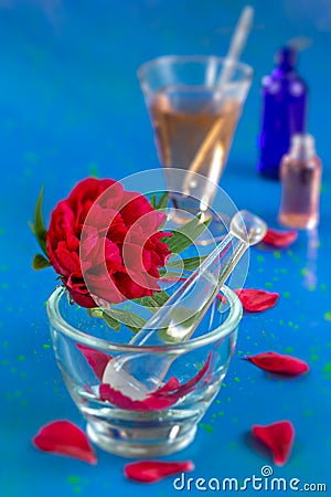 Medicinal peony -Red peony paeoni, latin name Paeoniaceae isolated on a white background Stock Photo