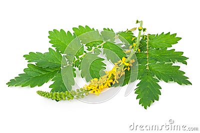 Medicinal plant:Agrimonia eupatoria. Common agrimony Stock Photo