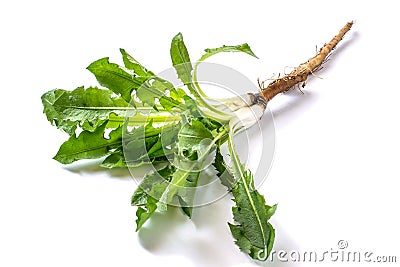 Medicinal plant burdock Arctium lappa on a white background Stock Photo