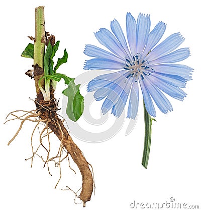 Medicinal plant: Chicory Stock Photo