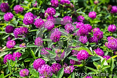 Medicinal plant clover Stock Photo