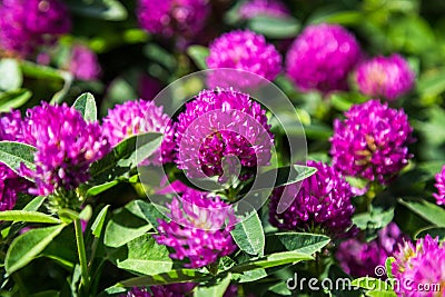 Medicinal plant clover Stock Photo