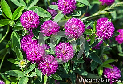 Medicinal plant clover Stock Photo