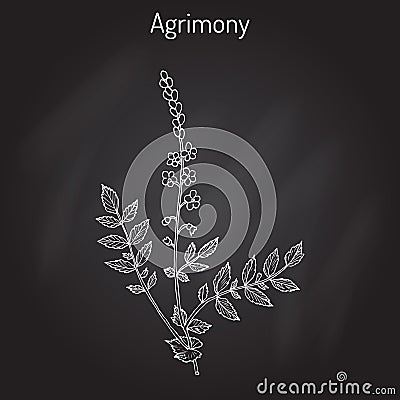 Medicinal plant - common agrimony agrimonia eupatoria Vector Illustration
