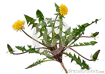 Medicinal plant: Dandelion (Taraxacum officinale) Stock Photo