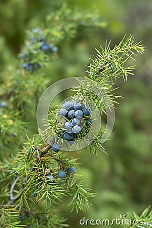 Medicinal plant - Juniperus communis Stock Photo