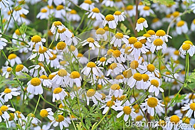 Medicinal plant feverfew with many flowers in a bed Stock Photo