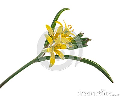 Medicinal plant: Gagea lutea Stock Photo