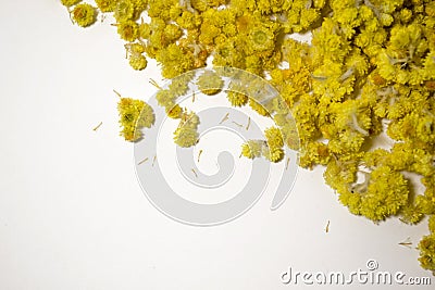 Medicinal plant Helichrysum arenarium a white background . Top view. Yellow dry flowers Stock Photo