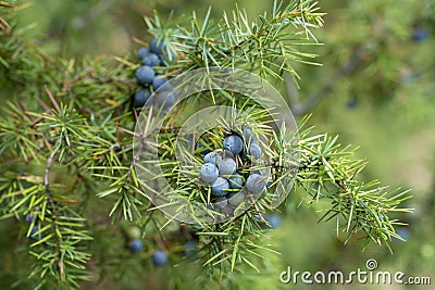 Medicinal plant - Juniperus communis Stock Photo
