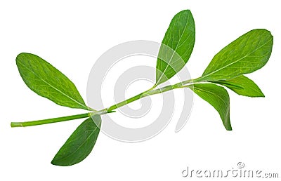 Medicinal plant. Knotweed or polygonum aviculare Stock Photo