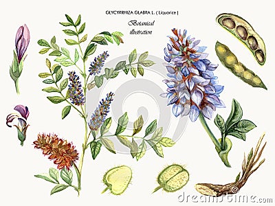 Medicinal plant Liquorice. Cartoon Illustration