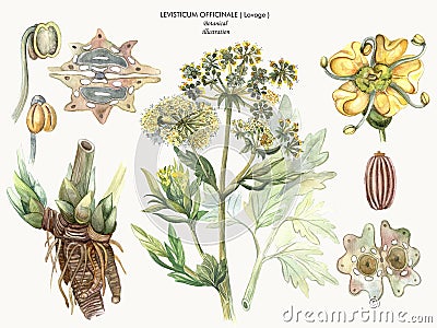 Medicinal plant lovage Cartoon Illustration