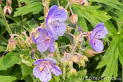 Medicinal plant Meadow geranium (Geranium pratense) Stock Photo