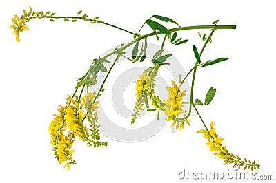 Medicinal plant: Melilotus officinalis (Yellow Sweet Clower) Stock Photo