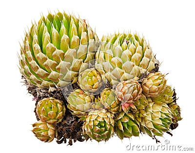 Medicinal plant: Orostachys spinosa Stock Photo