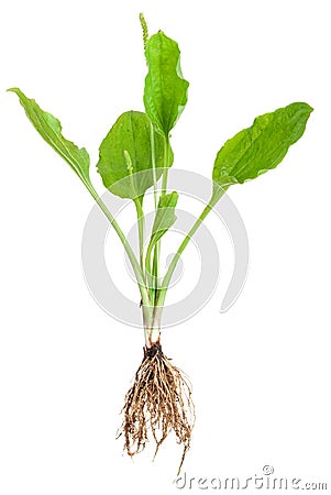 Medicinal plant. Plantain with root Stock Photo