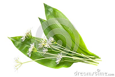 Medicinal plant ramson (allium ursinum) Stock Photo