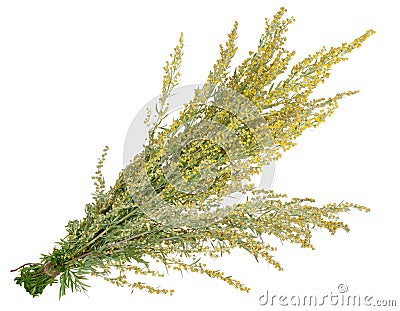 Medicinal plant. Sagebrush Stock Photo