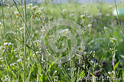 Medicinal plant-Shepherd's bag-grows in the spring garden Stock Photo