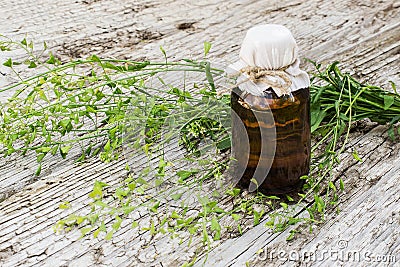 Medicinal plant shepherd's purse (Capsella bursa-pastoris) Stock Photo