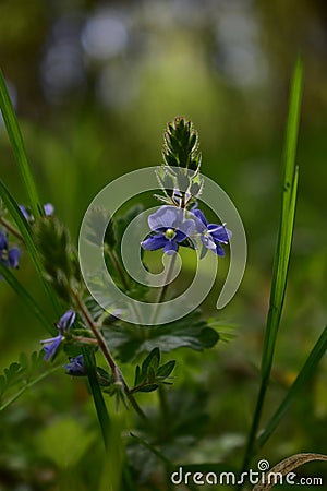 Medicinal plant Veronica chamaedrys in spring Stock Photo