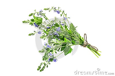 Medicinal plant Veronica Chamaedrys on a white background Stock Photo