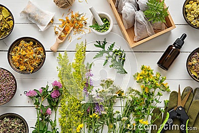 Medicinal plants, bowls of dry medicinal herbs, tea bags, dropper bottle of essential oil, pruner and gloves on wooden table. Stock Photo