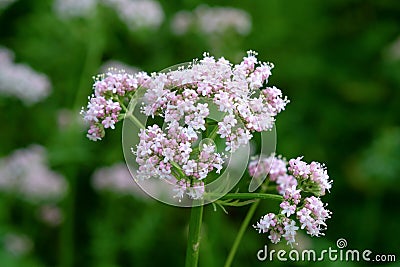 Flowering common Valerian Stock Photo