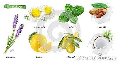 Medicinal plants and flavors, chamomile, mint, lavender, lemon, almonds, coconut, olive oil. 3d vector icon set Vector Illustration