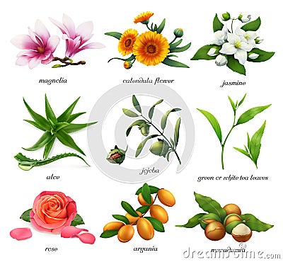 Medicinal plants and flavors. Magnolia, calendula flower, jasmine, aloe, jojoba, tea, rose, argania and macadamia. 3d vector Vector Illustration