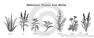 Medicinal plants and herbs hand drawing vintage engraving illustration Cartoon Illustration