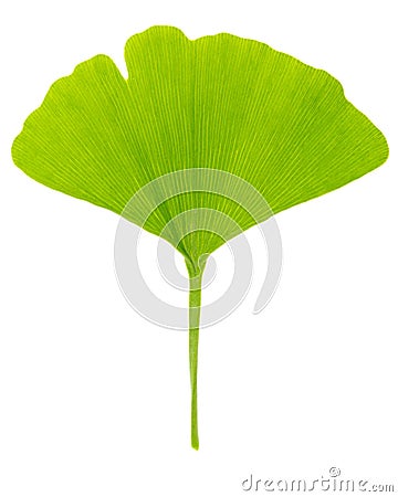 Single fresh spring green leaf of gingko Ginkgo biloba isolated on white background Stock Photo