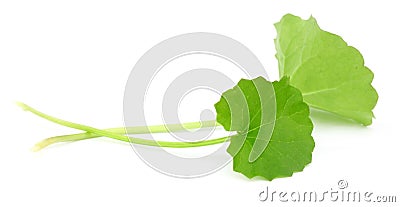 Medicinal thankuni leaves of Indian subcontinent Stock Photo