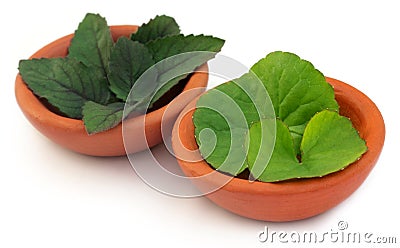 Medicinal thankuni and tulsi leaves Stock Photo