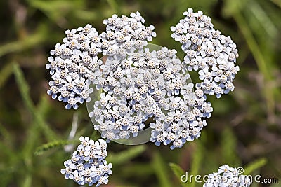 Medicinal wild herb Yarrow Achillea millefolilium Stock Photo