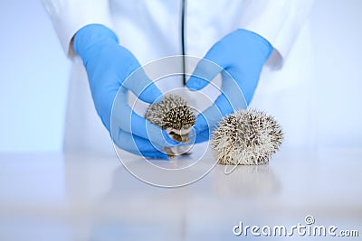 Medicine for animals. Hedgehogs and a pet doctor.hedgehog health.prickly pets in the hands of a veterinarian in blue Stock Photo