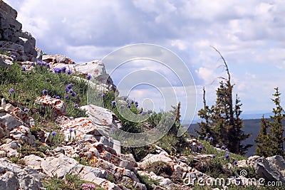 Medicine Bow Mountains June 2022. Wild flowers, rocks, grass and trees. Stock Photo