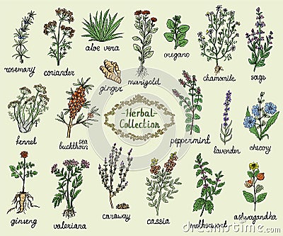 Medicine herbs collection, hand drawn doodle illustration Vector Illustration