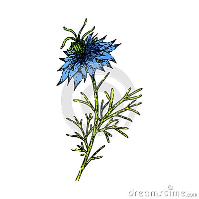 medicine nigella sativa sketch hand drawn vector Vector Illustration