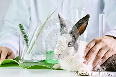 Medicine research and testing in rabbit animal, Natural organic herbal extraction medicine, Safety chemical. Stock Photo