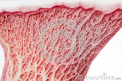 medicine Respiratory prismatic ciliated pseudostratified epithelium. The apical border of the epithelium has a layer of cilia Stock Photo