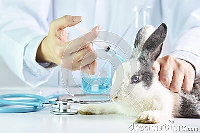 Medicine and vaccine research, Scientist testing drug in rabbit animal. Stock Photo