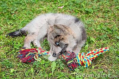 Adorable blue eyed Pomsky puppy Stock Photo