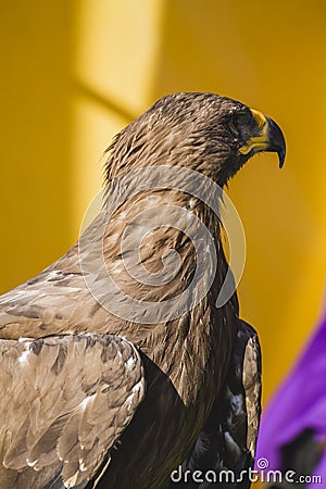 Medieval golden eagle, detail of head with large eyes, pointed b Stock Photo