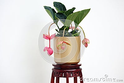 A pot of medinilla magnifica flower on an exquisite Chinese flower stand isolated on white background.. Stock Photo