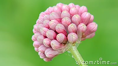 Medinilla magnifica Stock Photo