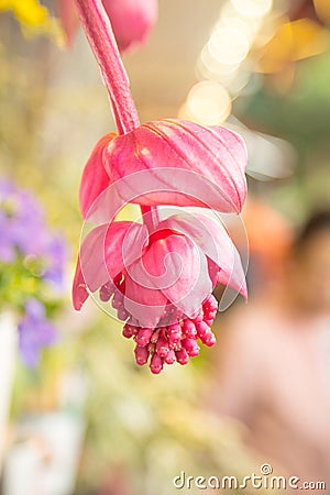 Close up fo a flower of medinilla magnifica Stock Photo